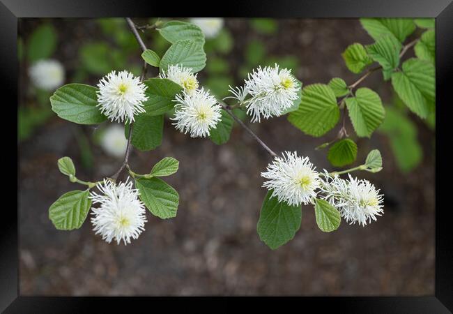 Fothergilla Major Mountain Witch Alder Flowers Framed Print by Artur Bogacki