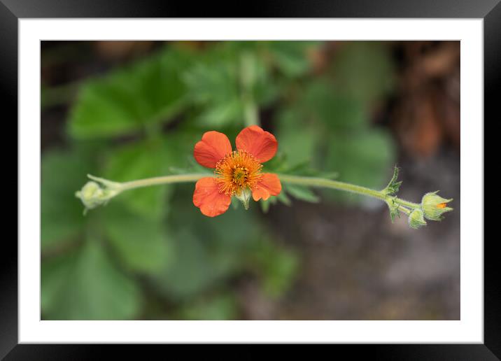 Geum Coccineum Red Avens Blooming Flower Framed Mounted Print by Artur Bogacki