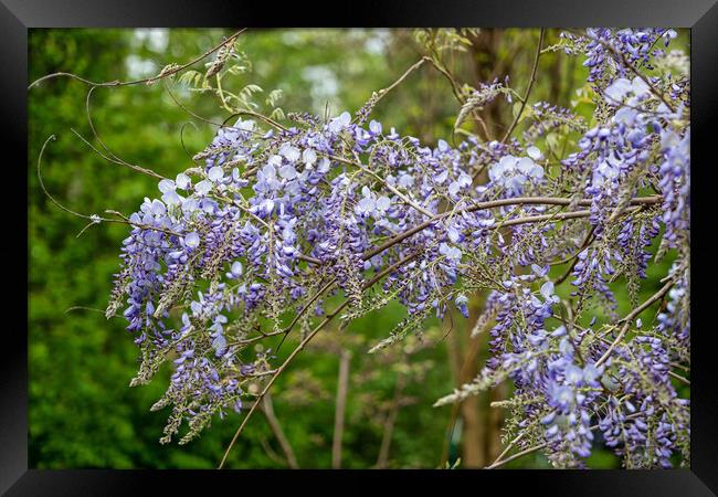 Chinese Wisteria Sinensis Blooming Flowers Framed Print by Artur Bogacki