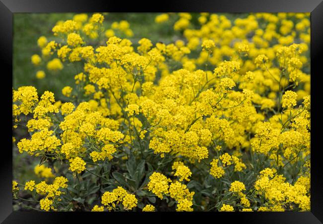 Aurinia Saxatilis Golden Alyssum Blooming Flowers Framed Print by Artur Bogacki