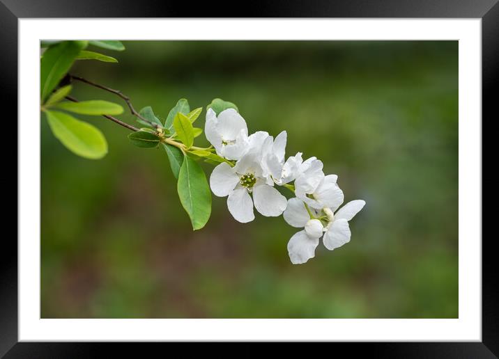 Exochorda Racemosa Pearlbush Flower Framed Mounted Print by Artur Bogacki