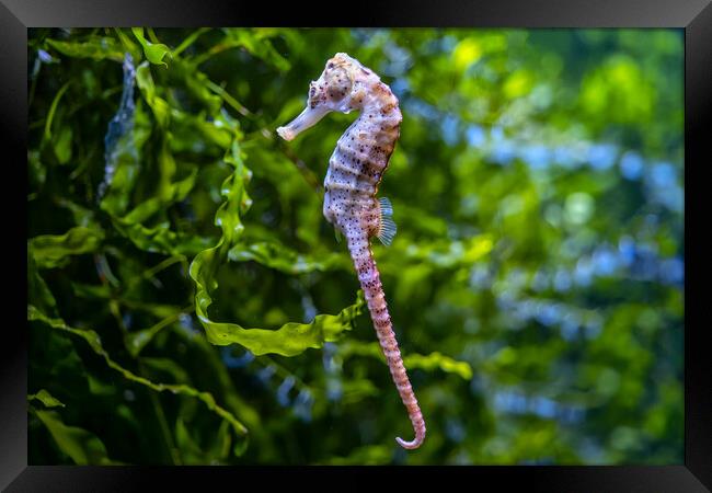 Seahorse Against Green Plants Framed Print by Artur Bogacki