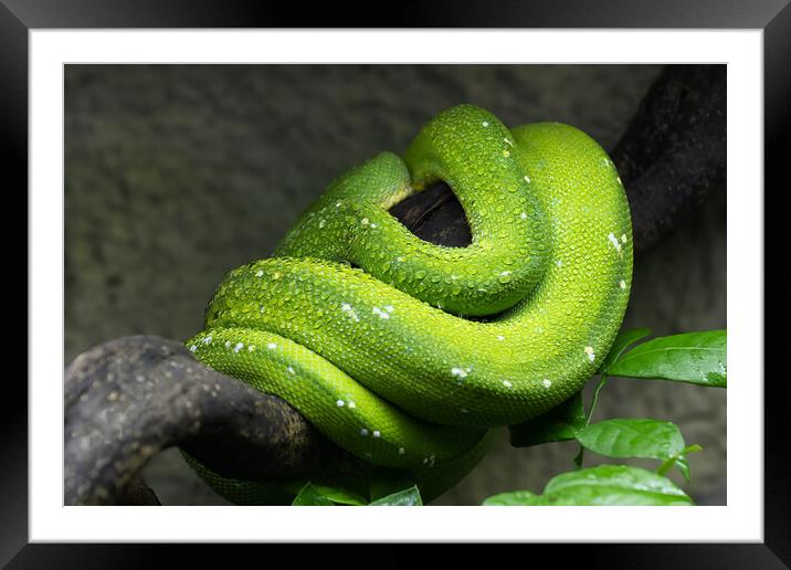 Green Tree Python Coiled Up On Branch Framed Mounted Print by Artur Bogacki