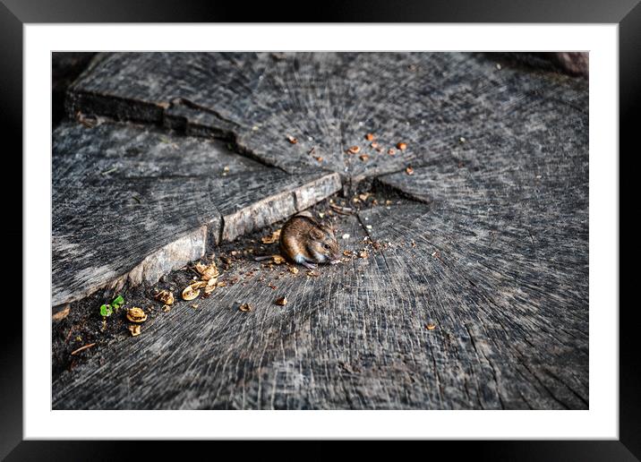 Striped Field Mouse Eating Nuts On Tree Stamp Framed Mounted Print by Artur Bogacki
