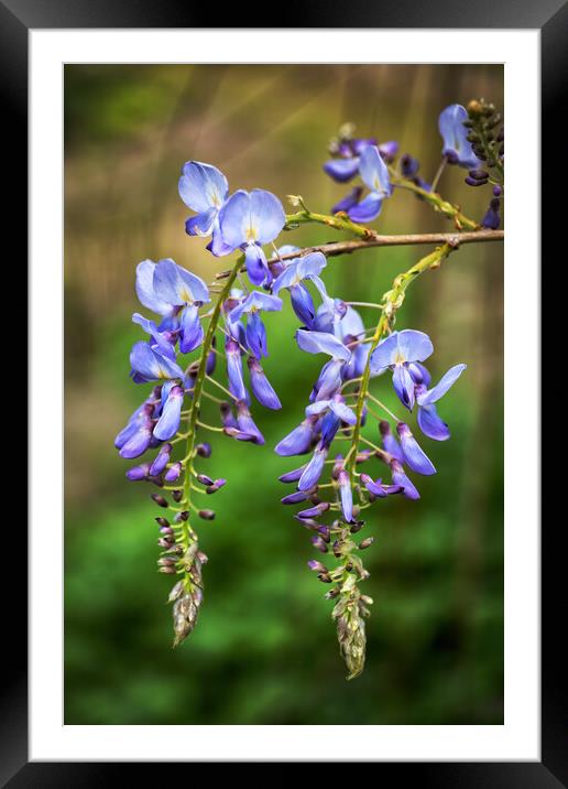 Chinese Wisteria Sinensis Blooming Flower Framed Mounted Print by Artur Bogacki