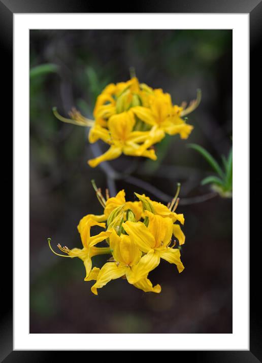Rhododendron Luteum Blooming Yellow Flowers Framed Mounted Print by Artur Bogacki