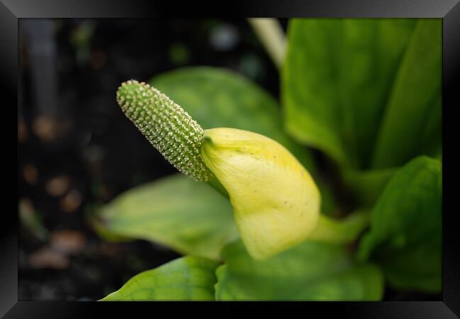 Lysichiton Americanus Western Skunk Cabbage Framed Print by Artur Bogacki