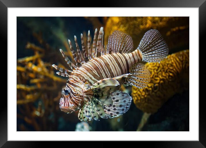 Red Lionfish Venomous Coral Reef Fish Framed Mounted Print by Artur Bogacki