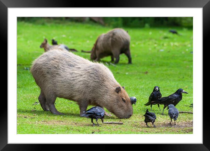 Capybara Grazing In Meadow With Birds Framed Mounted Print by Artur Bogacki