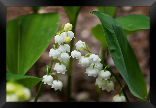 Lily of the Valley Flowers In Spring Framed Print by Artur Bogacki