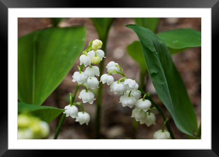Lily of the Valley Flowers In Spring Framed Mounted Print by Artur Bogacki