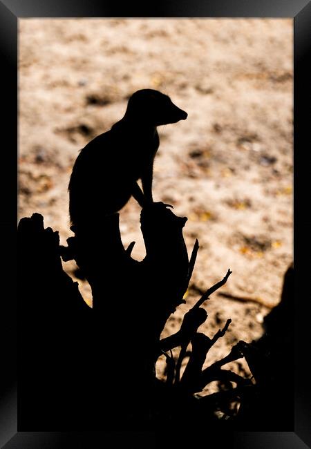Meerkat Sentry Silhouette Framed Print by Artur Bogacki