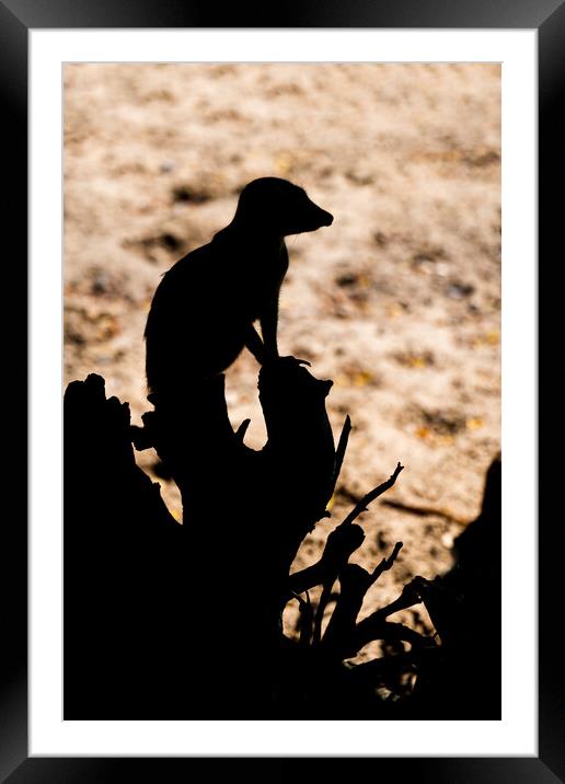 Meerkat Sentry Silhouette Framed Mounted Print by Artur Bogacki