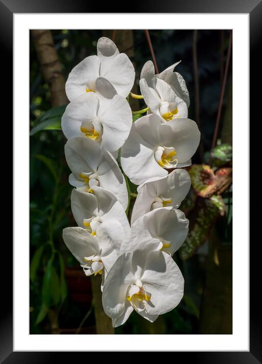 White Moth Orchid Flowers Framed Mounted Print by Artur Bogacki