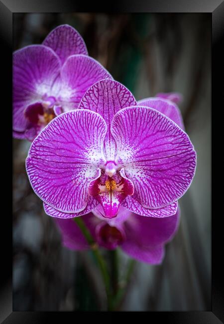 Phalaenopsis Orchid Purple Flower Framed Print by Artur Bogacki