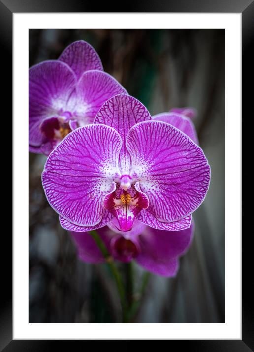 Phalaenopsis Orchid Purple Flower Framed Mounted Print by Artur Bogacki