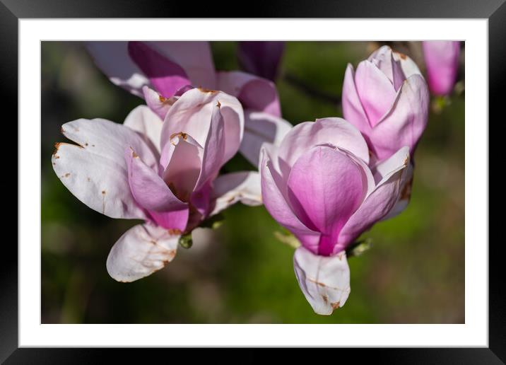 Magnolia Soulangeana Burgundy Flowers Framed Mounted Print by Artur Bogacki