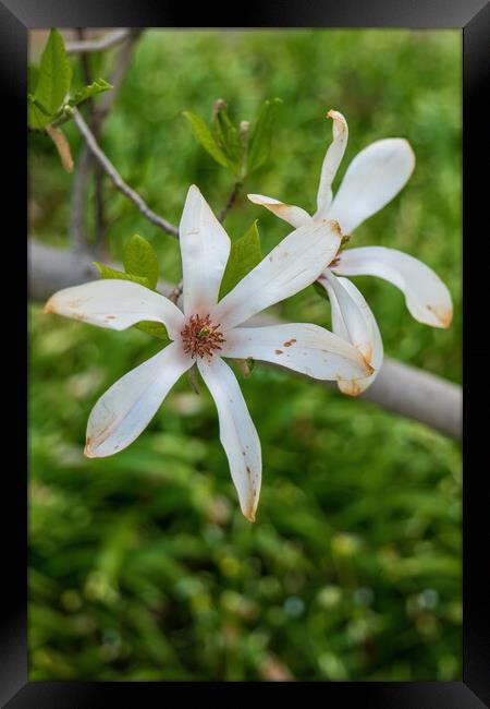 Magnolia Kobus Flowers Framed Print by Artur Bogacki