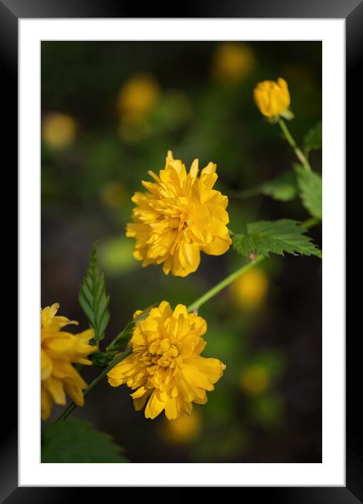 Japanese Rose Kerria Japonica Yellow Flowers Framed Mounted Print by Artur Bogacki