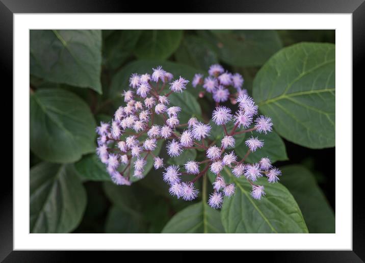 Blue Mist Flower Bartlettina Sordida Framed Mounted Print by Artur Bogacki