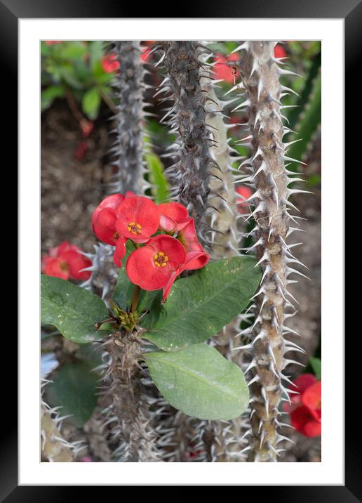 Euphorbia Milii Crown of Thorns Framed Mounted Print by Artur Bogacki