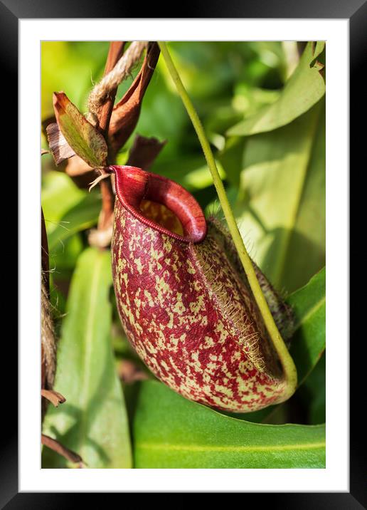 Nepenthes Gymnamphora Tropical Pitcher Plant  Framed Mounted Print by Artur Bogacki