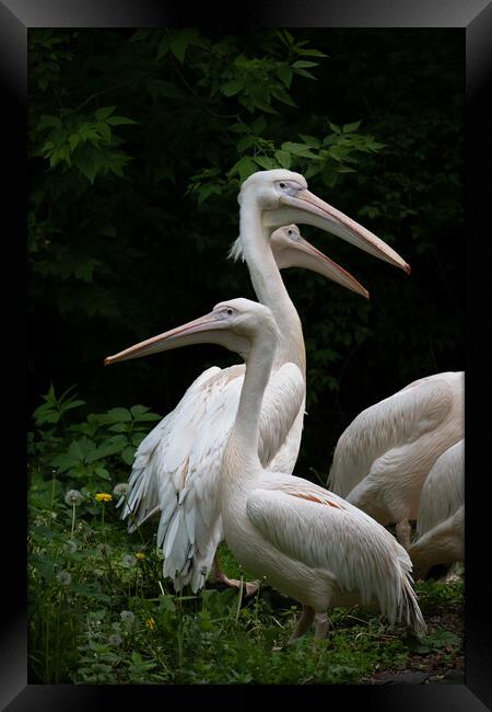 Eastern White Pelican Birds Framed Print by Artur Bogacki