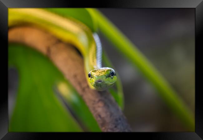 Red-tailed Racer Snake On Tree Branch Framed Print by Artur Bogacki