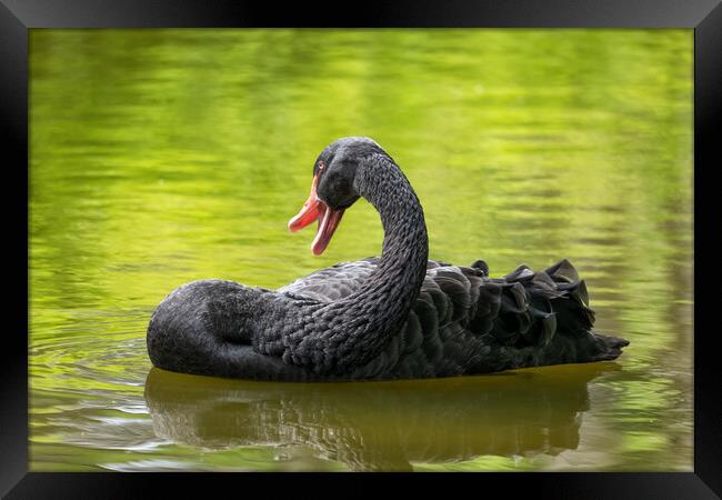Black Swan In The Lake Framed Print by Artur Bogacki
