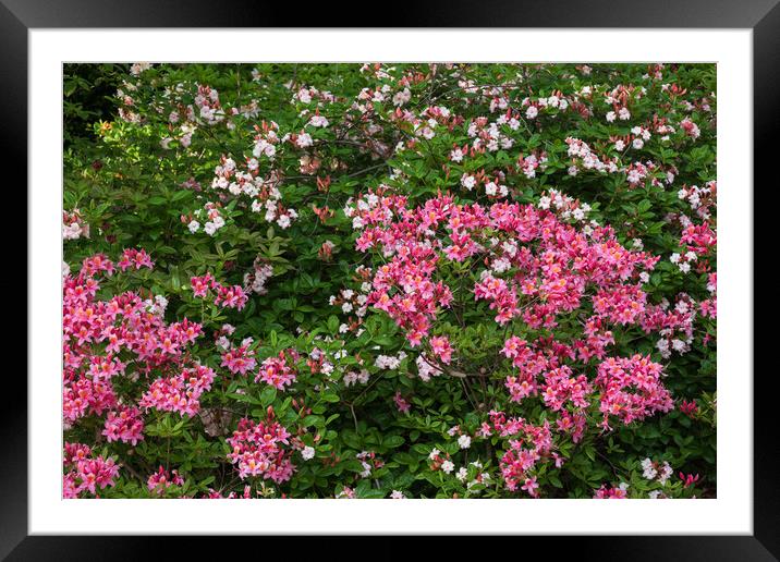 Rhododendron Canzonetta Flowers Framed Mounted Print by Artur Bogacki