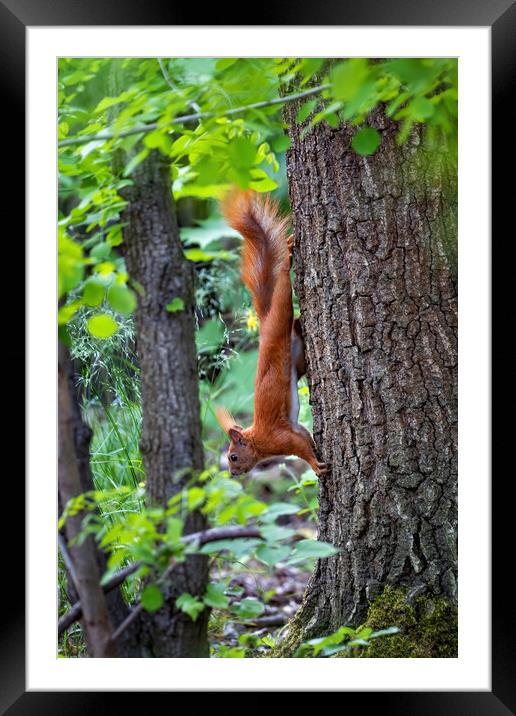 Red Squirrel On A Tree Going Down Framed Mounted Print by Artur Bogacki