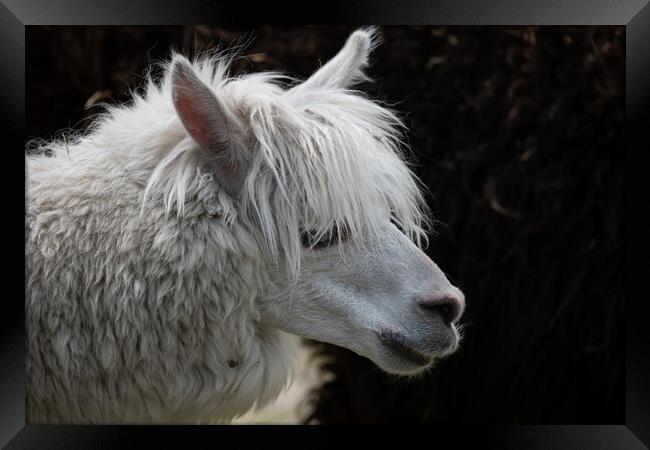 Alpaca Lama Pacos Portrait Framed Print by Artur Bogacki