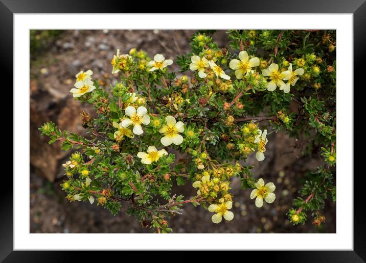 Potentilla Glabra Plant With Flowers And Buds Framed Mounted Print by Artur Bogacki