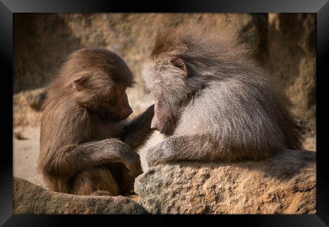 Hamadryas Baboon Mother With Young Framed Print by Artur Bogacki
