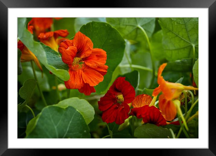 Garden Nasturtium Red Flowers Framed Mounted Print by Artur Bogacki