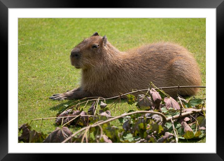 Capybara Hydrochoerus Hydrochaeris Framed Mounted Print by Artur Bogacki