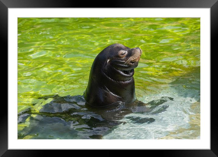 California Sea Lion In Shallow Water Framed Mounted Print by Artur Bogacki