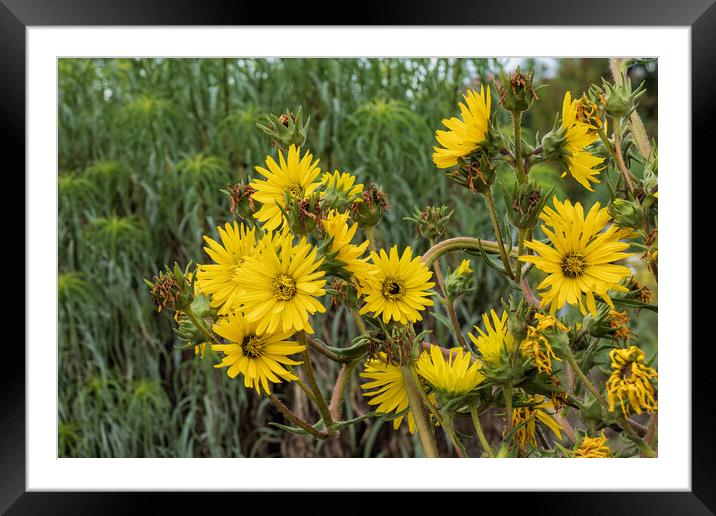 Compassplant Silphium Laciniatum Yellow Flowers Framed Mounted Print by Artur Bogacki