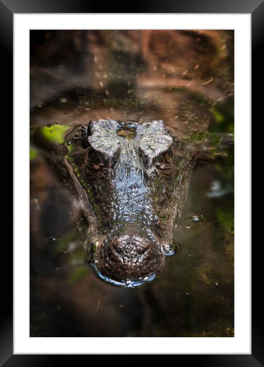 Smooth-fronted Caiman In Water Framed Mounted Print by Artur Bogacki