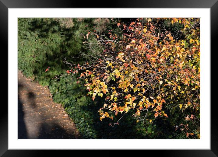 Sunlit Tree Twigs With Autumn Leaves Framed Mounted Print by Artur Bogacki
