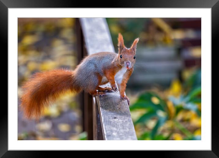Eurasian Red Squirrel On Balustrade Framed Mounted Print by Artur Bogacki