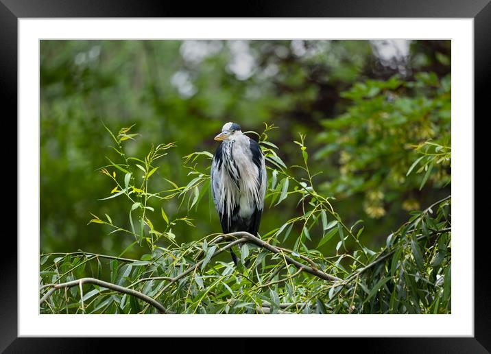 Grey Heron Bird On Tree Branch Framed Mounted Print by Artur Bogacki