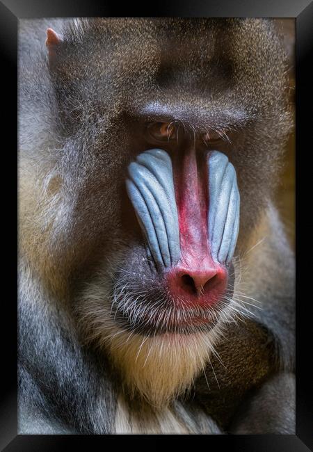 Mandrill Old World Monkey Portrait Framed Print by Artur Bogacki