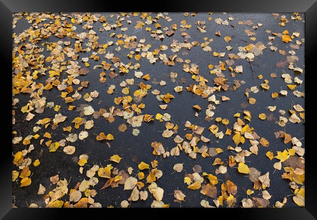 Fallen Autumn Leaves On Park Alley Background Framed Print by Artur Bogacki