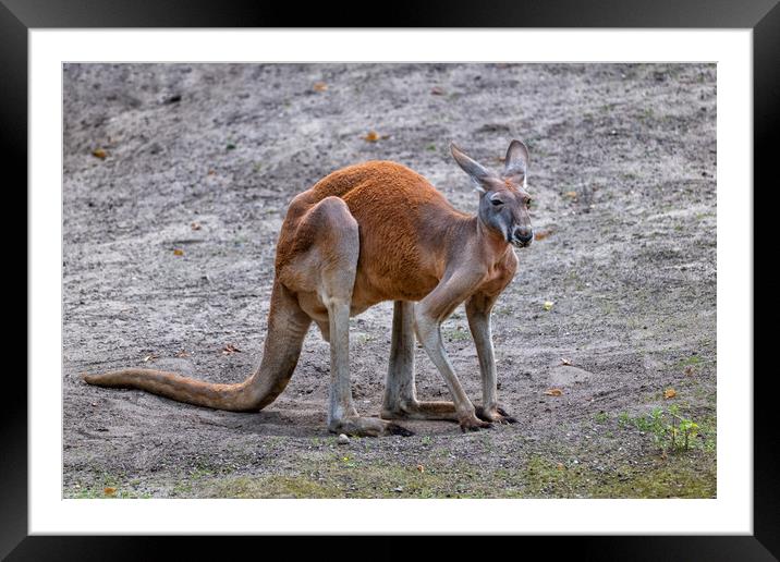 The Red Kangaroo Framed Mounted Print by Artur Bogacki