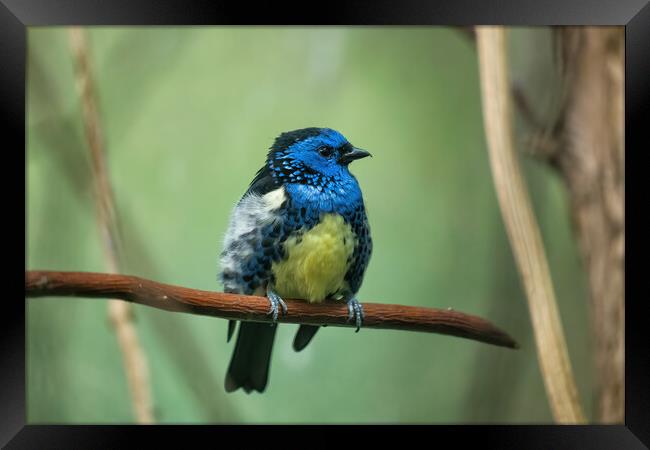 Turquoise Tanager Passerine Bird Framed Print by Artur Bogacki