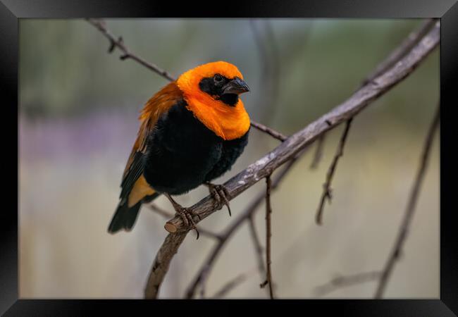 Orange Bishop Passerine Bird Framed Print by Artur Bogacki