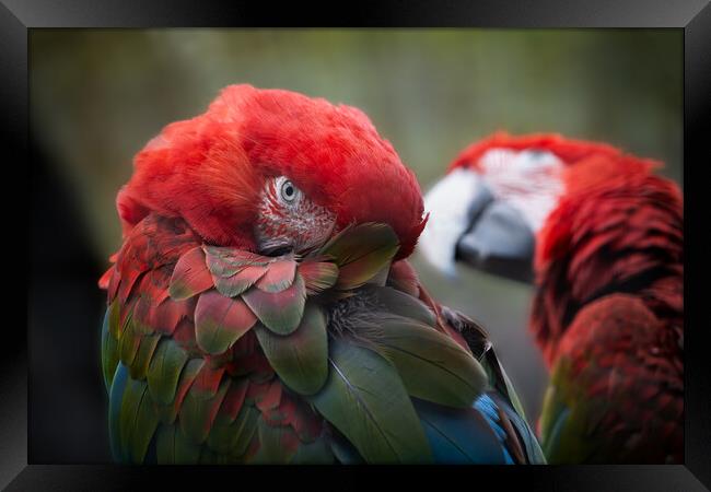 Green-winged Macaw Framed Print by Artur Bogacki