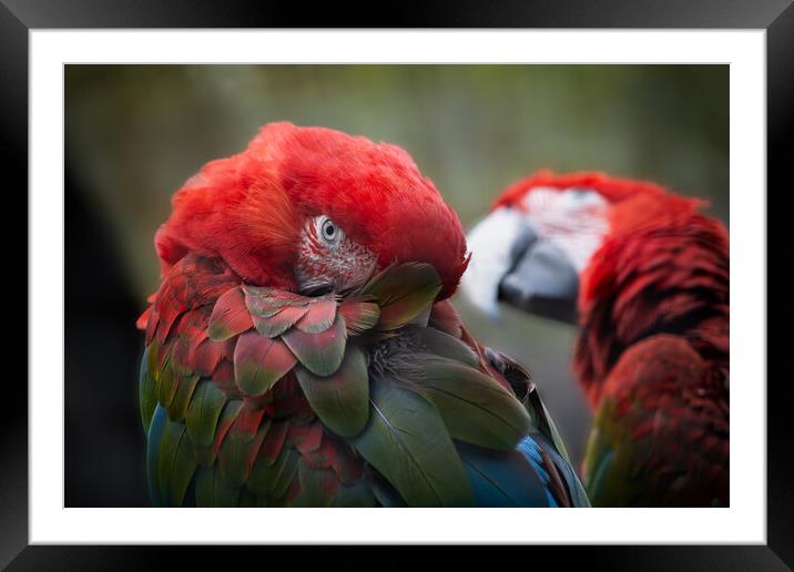 Green-winged Macaw Framed Mounted Print by Artur Bogacki