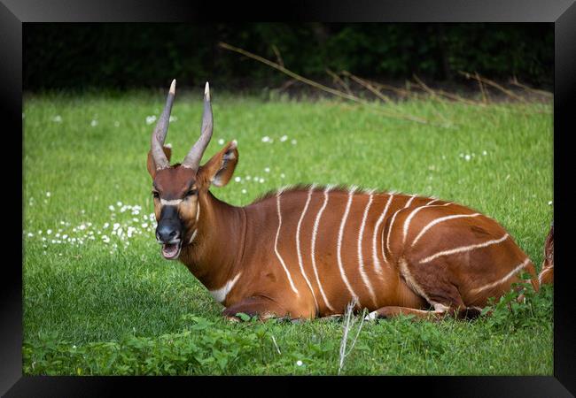 Eastern Bongo African Forest Antelope Framed Print by Artur Bogacki